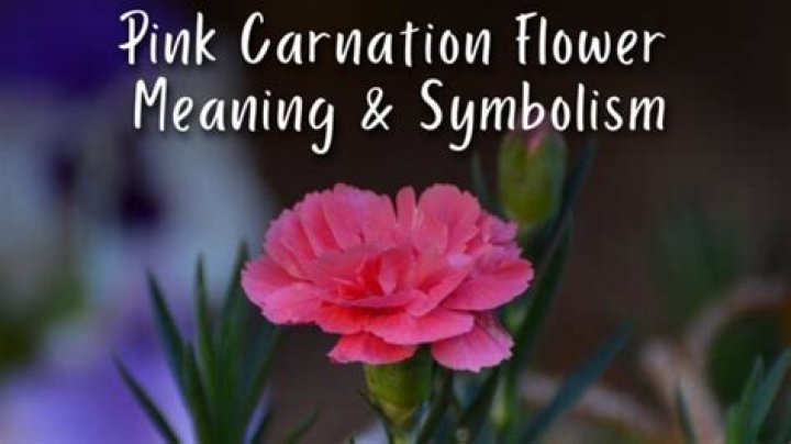 Discover The Meaning Behind The Pink Carnation
