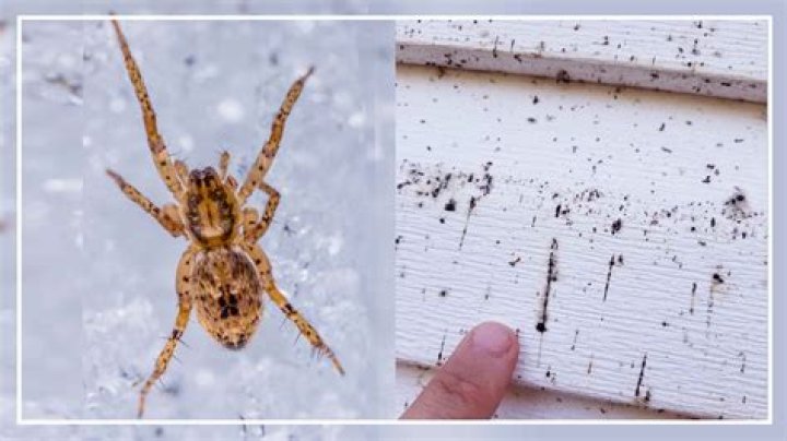 Do Spiders Fall Gracefully Or Crash With Damage?