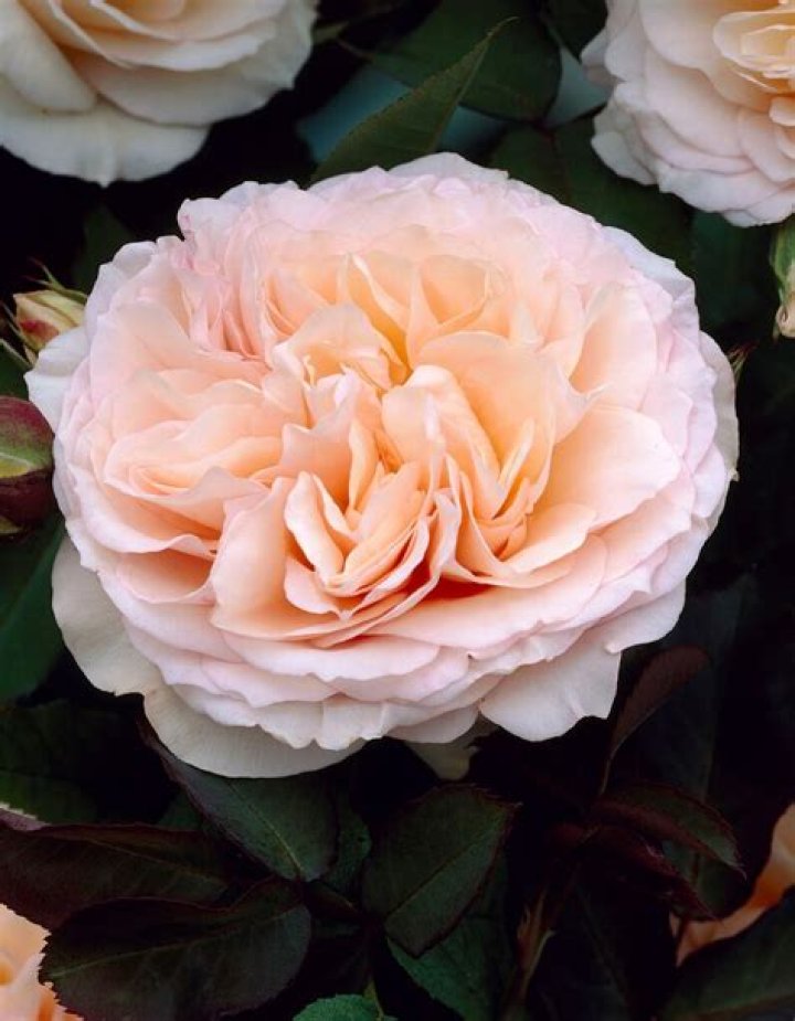 Learn The Latest In Perdita Rose Weeks Gardening