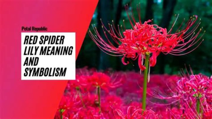 The Profound Symbolism Of Spider Lilies: Unveiling Their Meaning