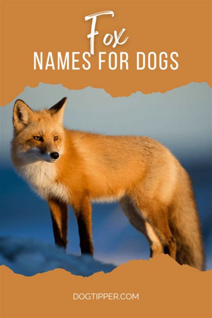 The Ultimate Guide To Catchy And Creative Pet Fox Names